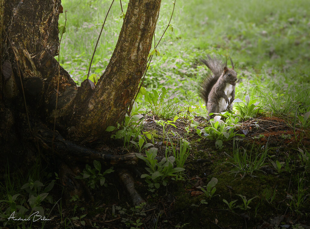 cazinoul din vatra dornei